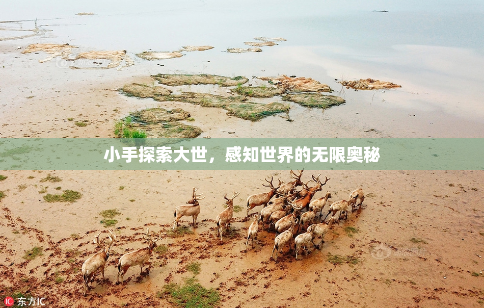 小手探索大世，感知世界的无限奥秘