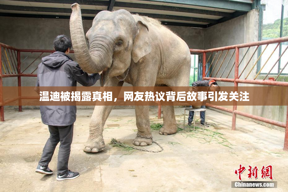温迪被揭露真相，网友热议背后故事引发关注