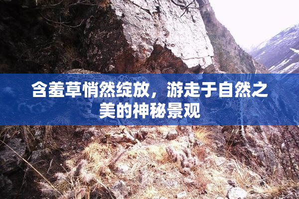 含羞草悄然绽放，游走于自然之美的神秘景观