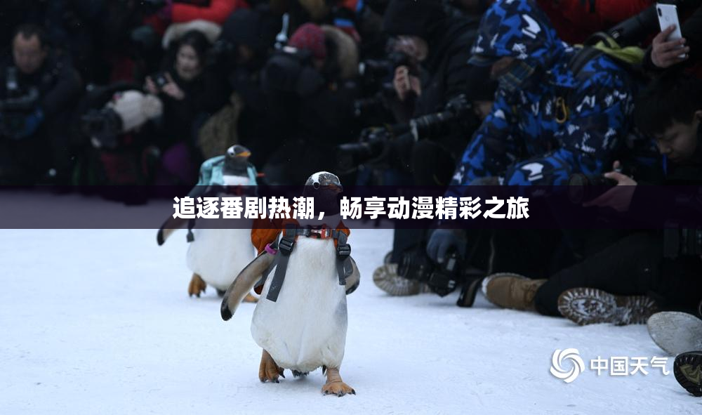 追逐番剧热潮，畅享动漫精彩之旅