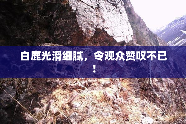 白鹿光滑细腻，令观众赞叹不已！