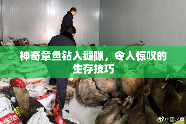 神奇章鱼钻入缝隙，令人惊叹的生存技巧