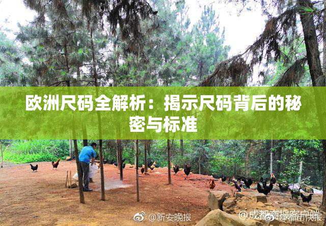 欧洲尺码全解析：揭示尺码背后的秘密与标准