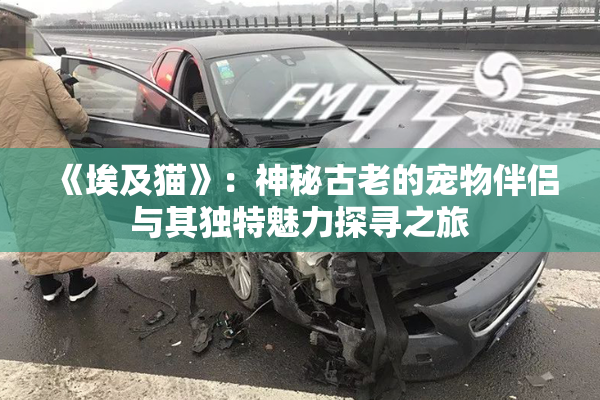《埃及猫》：神秘古老的宠物伴侣与其独特魅力探寻之旅