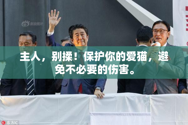 主人，别揉！保护你的爱猫，避免不必要的伤害。