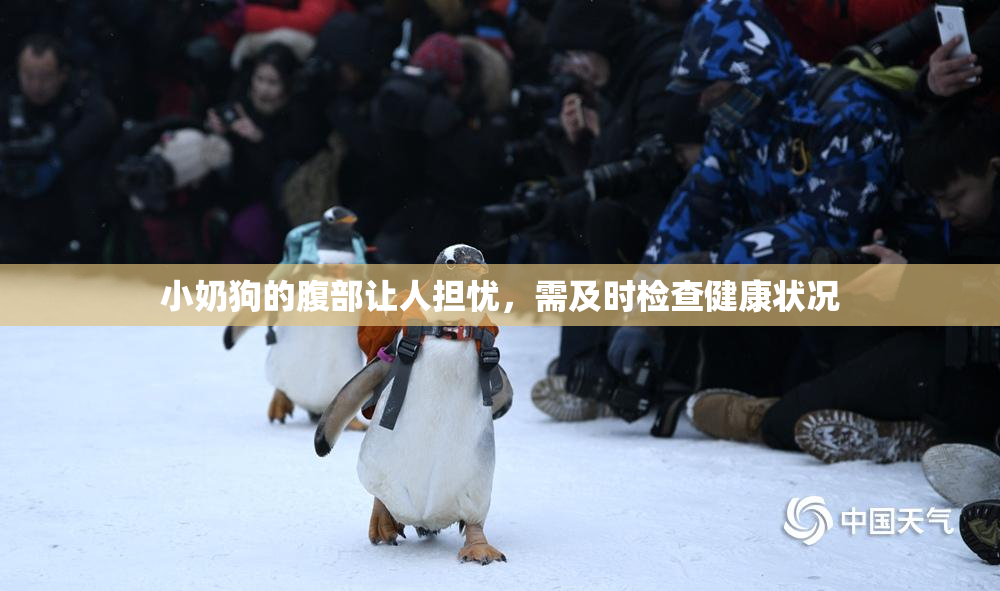 小奶狗的腹部让人担忧，需及时检查健康状况