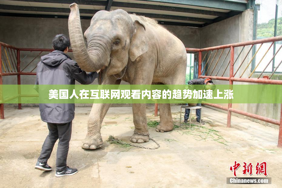 美国人在互联网观看内容的趋势加速上涨