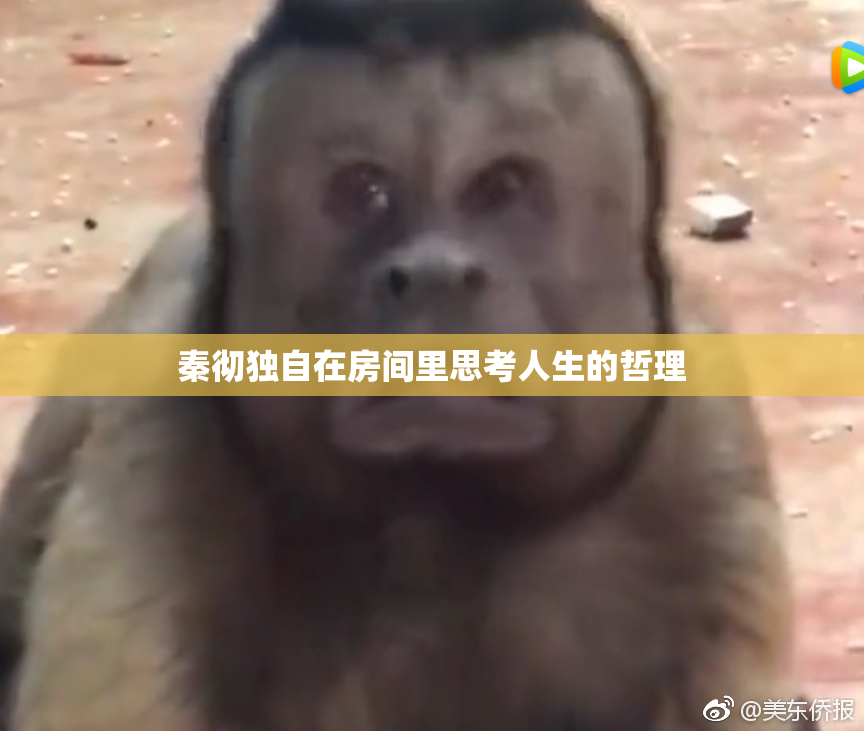 秦彻独自在房间里思考人生的哲理