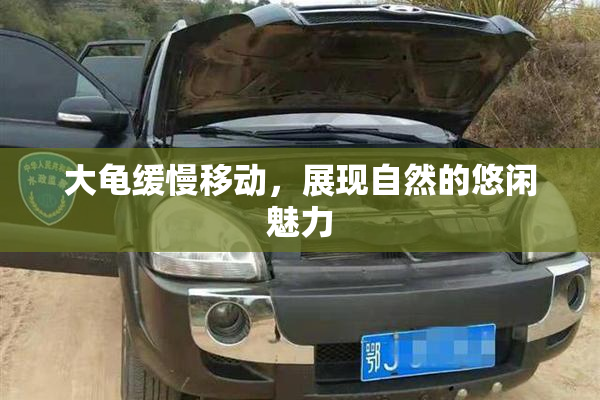 大龟缓慢移动，展现自然的悠闲魅力