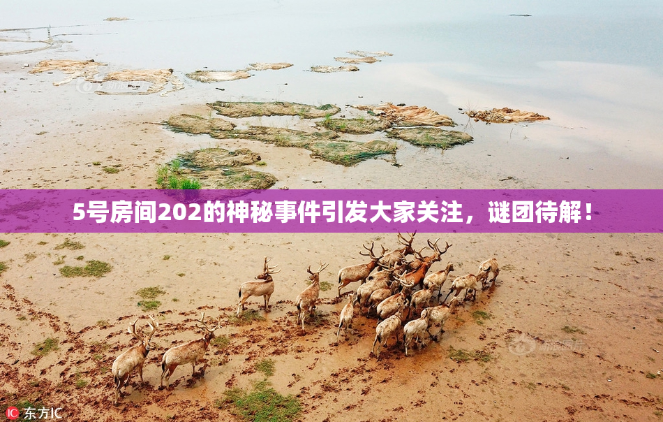 5号房间202的神秘事件引发大家关注，谜团待解！