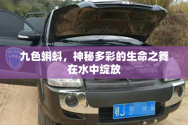 九色蝌蚪，神秘多彩的生命之舞在水中绽放
