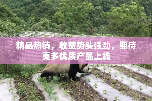 精品热销，收益势头强劲，期待更多优质产品上线