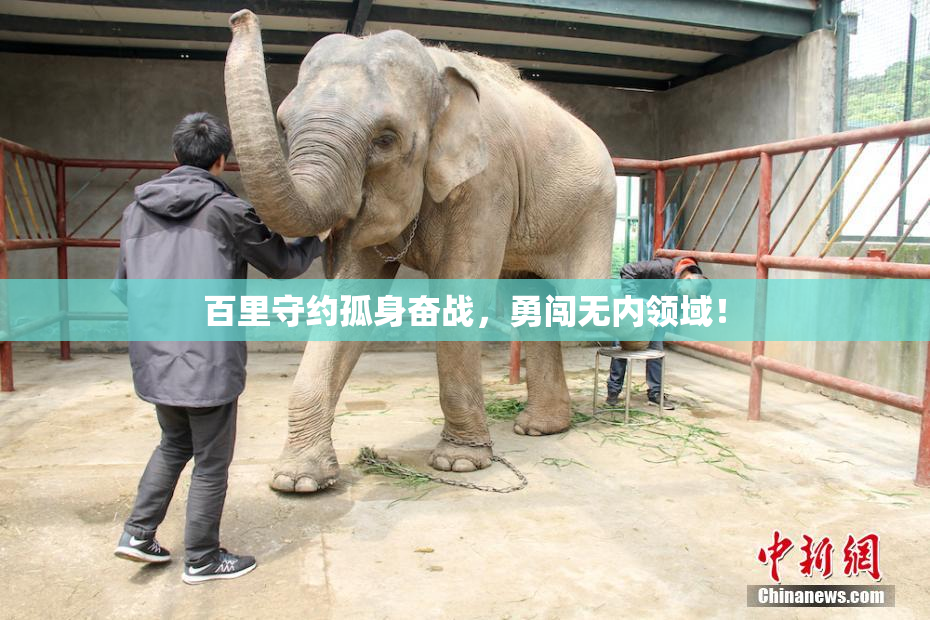 百里守约孤身奋战，勇闯无内领域！