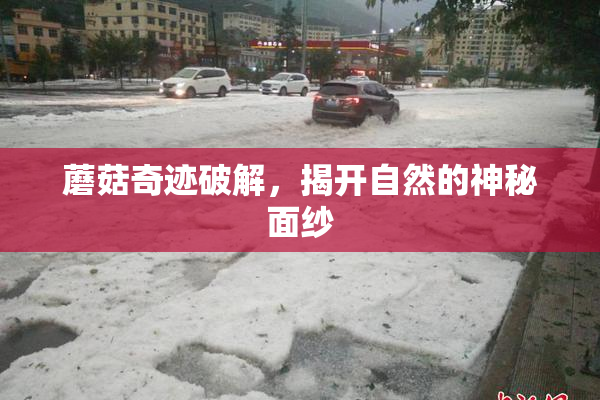 蘑菇奇迹破解，揭开自然的神秘面纱