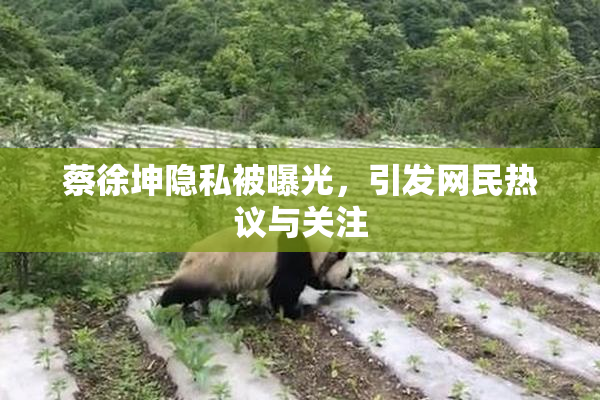 蔡徐坤隐私被曝光，引发网民热议与关注