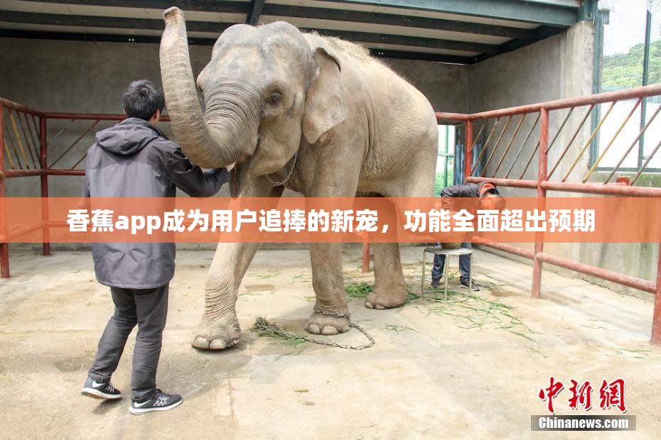 香蕉app成为用户追捧的新宠，功能全面超出预期