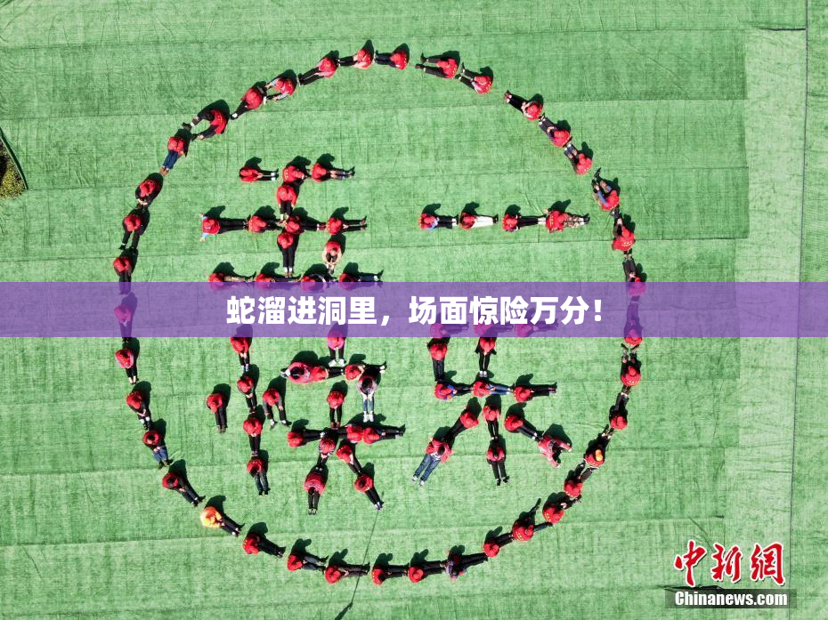 蛇溜进洞里，场面惊险万分！