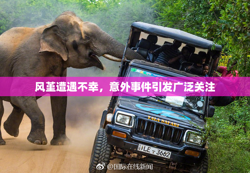 风堇遭遇不幸，意外事件引发广泛关注