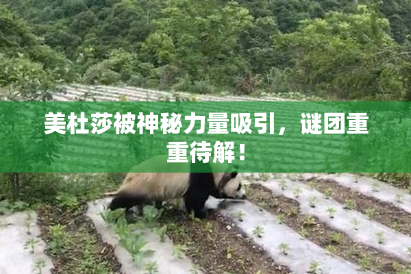 美杜莎被神秘力量吸引，谜团重重待解！