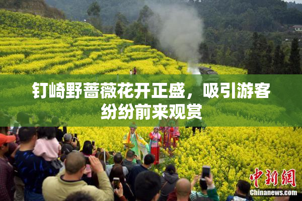 钉崎野蔷薇花开正盛，吸引游客纷纷前来观赏
