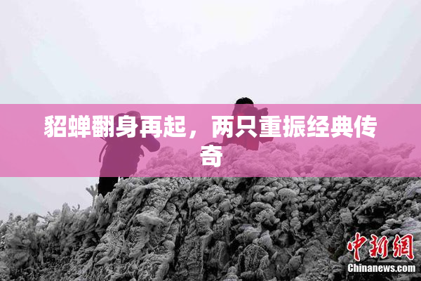 貂蝉翻身再起，两只重振经典传奇