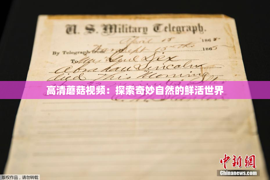 高清蘑菇视频：探索奇妙自然的鲜活世界
