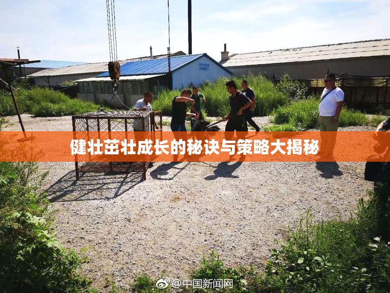 健壮茁壮成长的秘诀与策略大揭秘
