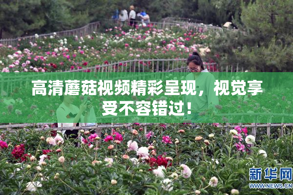 高清蘑菇视频精彩呈现，视觉享受不容错过！