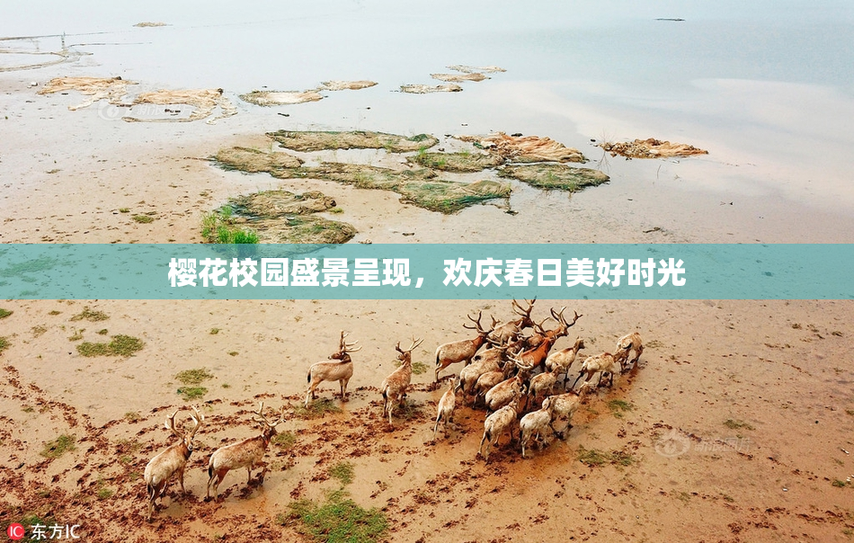 樱花校园盛景呈现，欢庆春日美好时光