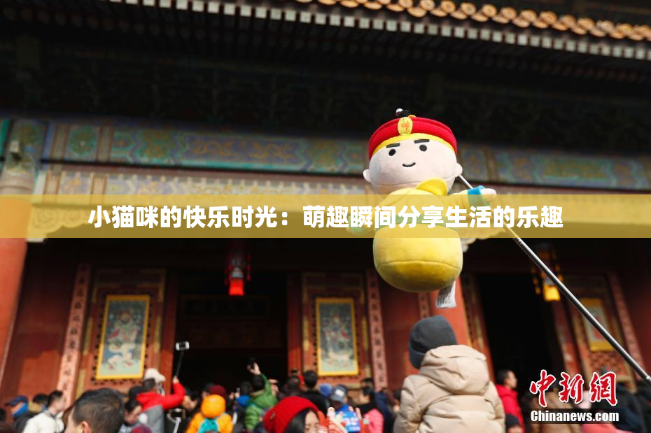 小猫咪的快乐时光：萌趣瞬间分享生活的乐趣