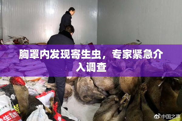 胸罩内发现寄生虫，专家紧急介入调查