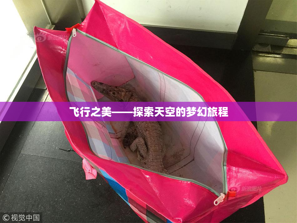 飞行之美——探索天空的梦幻旅程