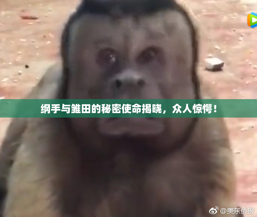 纲手与雏田的秘密使命揭晓，众人惊愕！