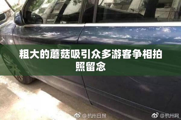 粗大的蘑菇吸引众多游客争相拍照留念