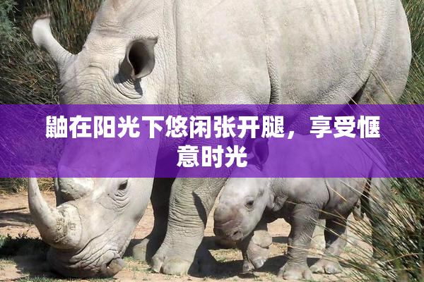 鼬在阳光下悠闲张开腿，享受惬意时光