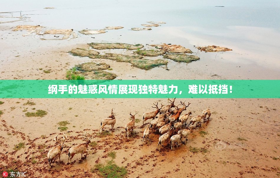 纲手的魅惑风情展现独特魅力，难以抵挡！