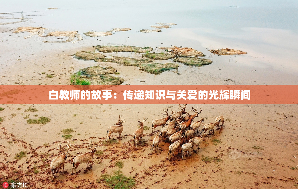 白教师的故事：传递知识与关爱的光辉瞬间
