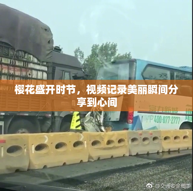 樱花盛开时节，视频记录美丽瞬间分享到心间
