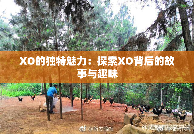 XO的独特魅力：探索XO背后的故事与趣味