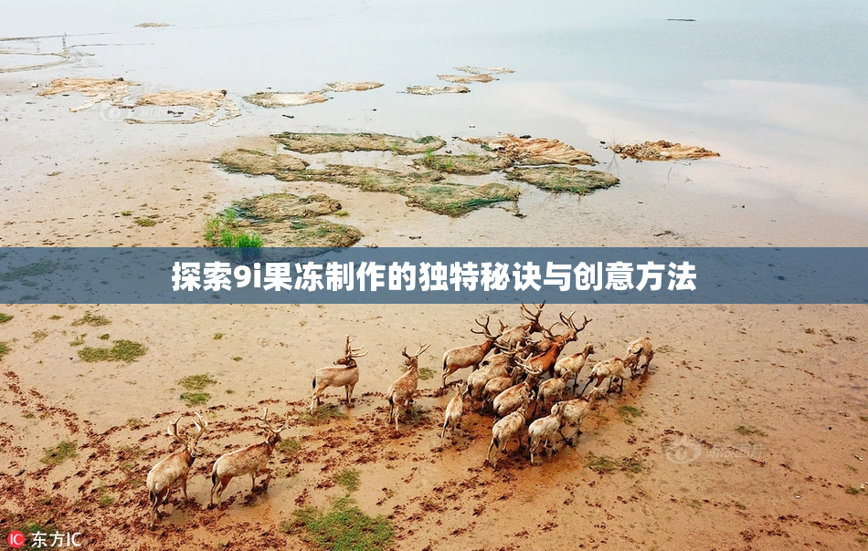 探索9i果冻制作的独特秘诀与创意方法