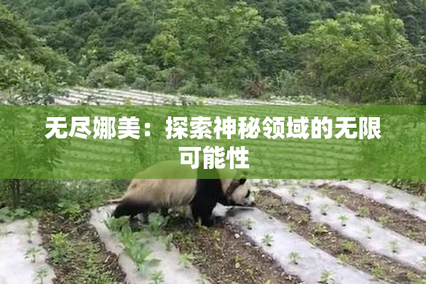 无尽娜美：探索神秘领域的无限可能性