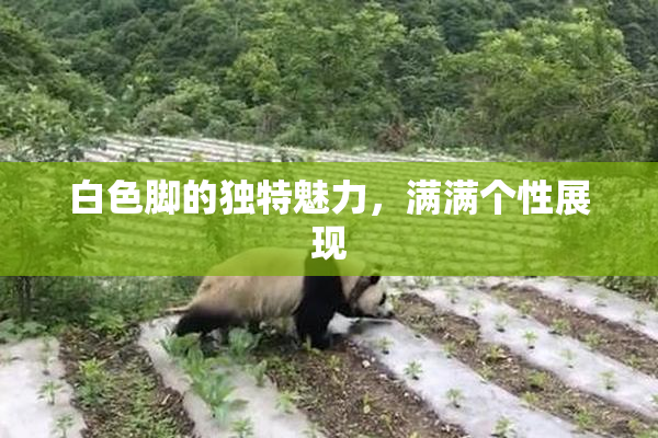 白色脚的独特魅力，满满个性展现