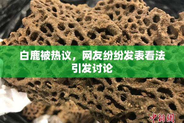 白鹿被热议，网友纷纷发表看法引发讨论