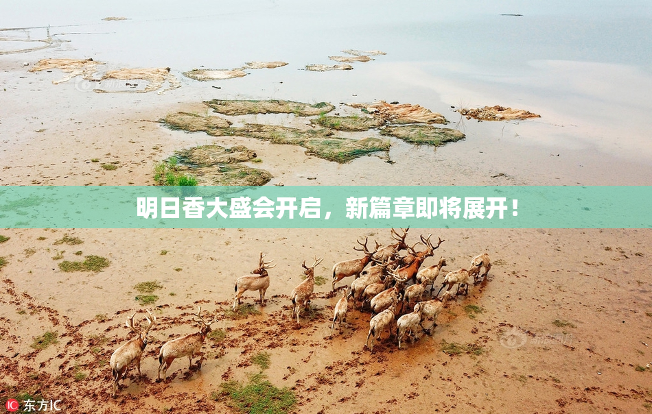 明日香大盛会开启，新篇章即将展开！