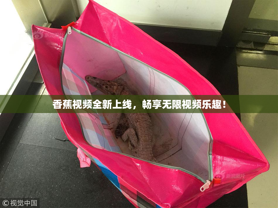 香蕉视频全新上线，畅享无限视频乐趣！