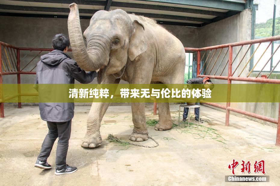 清新纯粹，带来无与伦比的体验