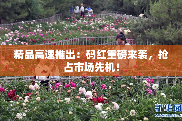 精品高速推出：码红重磅来袭，抢占市场先机！