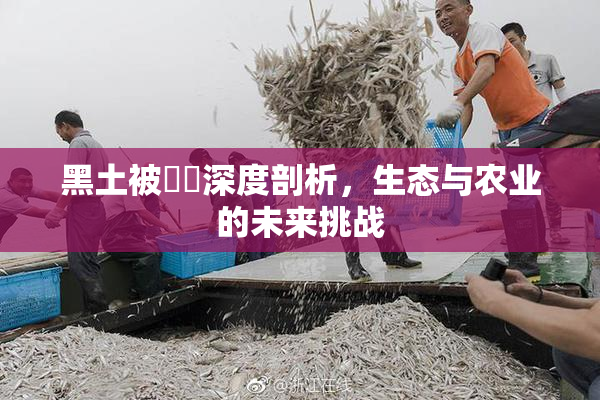 黑土被❌‌深度剖析，生态与农业的未来挑战