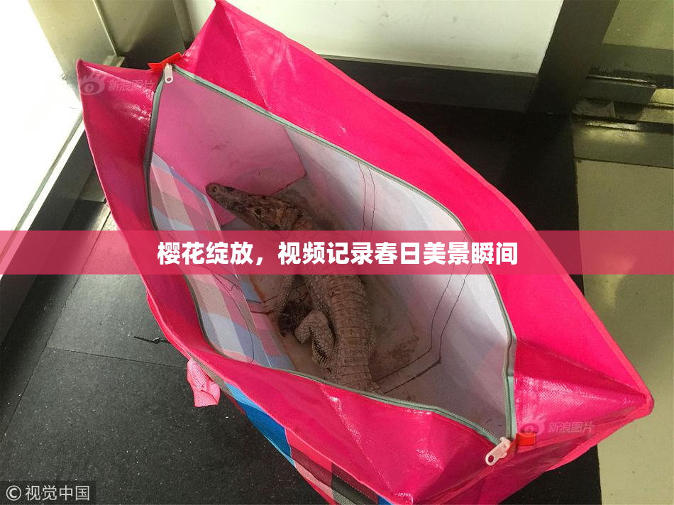 樱花绽放，视频记录春日美景瞬间