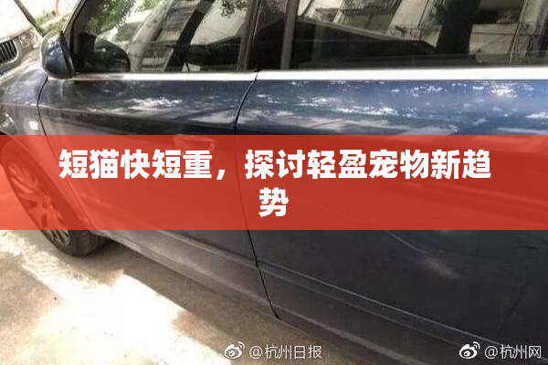 短猫快短重，探讨轻盈宠物新趋势